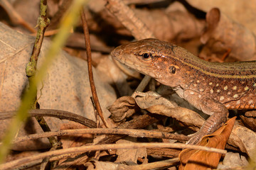 Saint Lucia Whiptail (Cnemidophorus vanzoi)