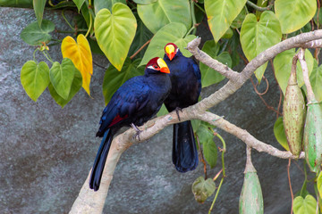 The violet turaco bird, also known as the violaceous plantain eater (Musophaga violacea) in West Africa show its beautiful purple, yellow, and red colors.