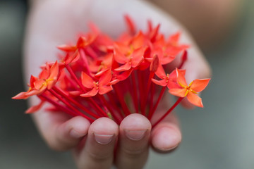 Depth of field image of a child hand holding a bouquet of red flowers, leaving many small flowers in her hand.