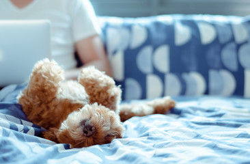 An adorable brown Poodle dog lay on bed and enjoy his happiness with the owner who is working after...