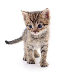 Kitten on white background.
