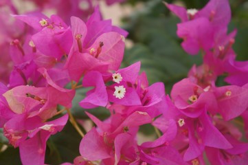 Pink bougainvillea blossom, blurred, selective focus on the center