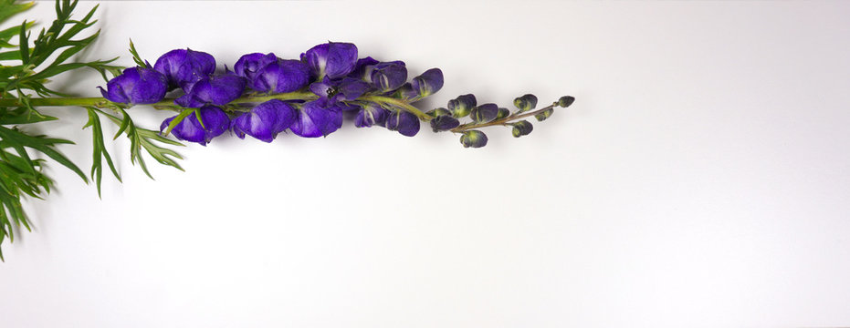 Monkshood, Aconitum napellus blue flower on a white background with copy space for your own text