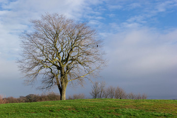 Fototapeta na wymiar Tree on the top of hill