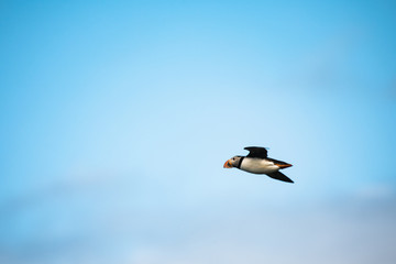 Puffins are any of three small species of alcids in the bird genus Fratercula with a brightly coloured beak during the breeding season. seabirds from Heimaey Westman island Iceland 