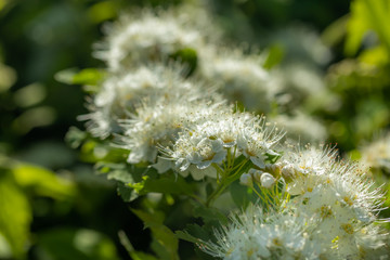 Blooming bush of spirea. Spring time. Spirea blossom