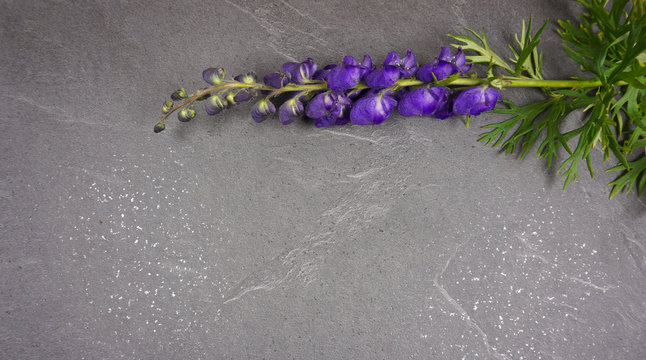 Monkshood Blue Aconitum Napellus