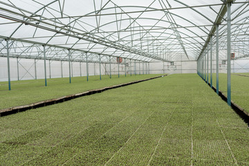 Obraz premium Vista de un invernadero moderno