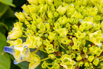 Fototapeta premium Hydrangea leaves and flowers