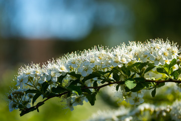 Blooming bush of spirea. Spring time. Spirea blossom