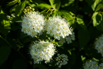 Blooming bush of spirea. Spring time. Spirea blossom
