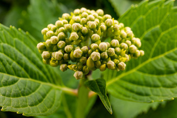 Hydrangea leaves and flowers
