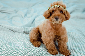An adorable young brown Poodle dog with golden necklace putting on his head and sitting on messy bed.