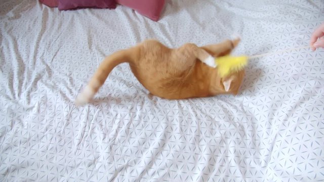 Cute ginger cat lying on back on bed trying to catch a tickler being irritated and joyful at home.
