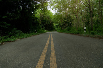 Fototapeta na wymiar Roads in upcountry areas that have forests on both sides and on the asphalt road with a solid yellow line