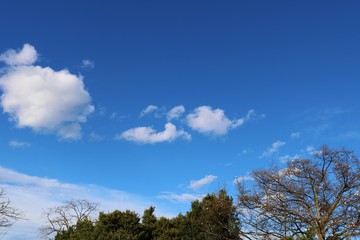 Fototapeta premium 風景 田舎 春 空 杤木