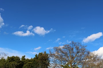 Obraz premium 風景 田舎 春 空 杤木