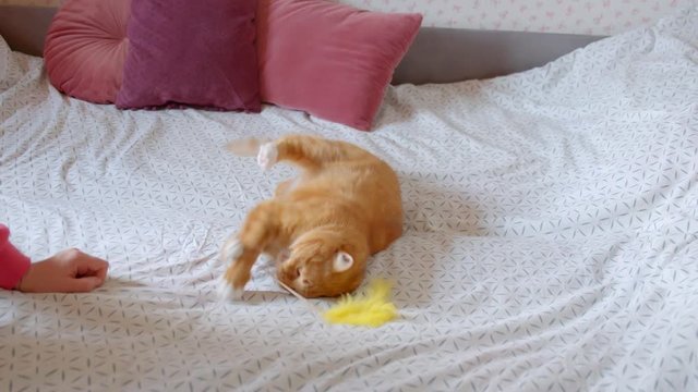 Cute ginger cat lying on back on bed playing and chumping the tickler being concentrated and joyful at home.