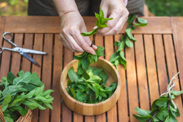 Woman collecting fresh harvested mint leaf to wooden bowl