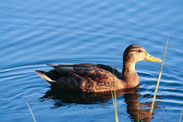 duck on the water