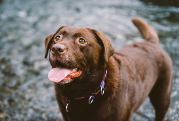 Chocolate Labrador plays on the beach