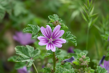 Mallow Flowers in Bloom in Springtime