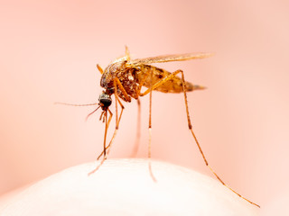 Encephalitis, Yellow Fever, Malaria Disease, Mayaro or Zika Virus Infected Culex Mosquito Parasite...
