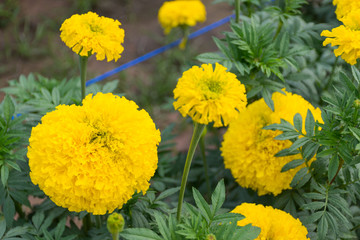Many yellow marigolds in the garden that growers sell.