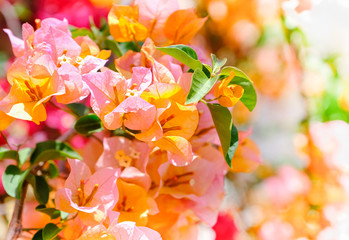 Flowering bougainvillea
