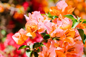 Flowering bougainvillea