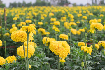 Many yellow marigolds in the garden that growers sell.