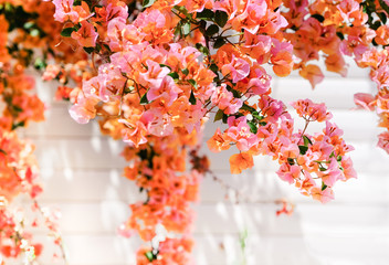 Flowering bougainvillea