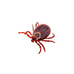 Encephalitis Virus or Lyme Borreliosis Disease or Monkey Fever Infectious Dermacentor Tick Arachnid Parasite Insect Macro Isolated on White Background