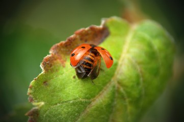coccinelle ,ailes déployées, prête à s'envoler,macro