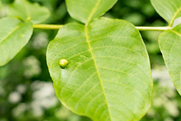 Green leaves of garden tree