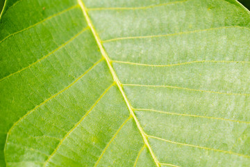 Green leaves of garden tree