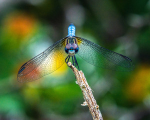Blue dasher and a colorful background!