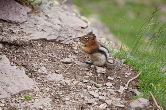 Chipmunk eating human food that had been fed to him by visitors