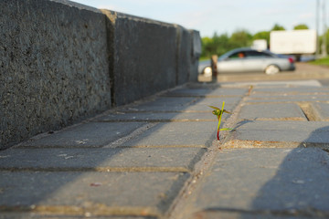 Grass sprout makes its way through asphalt. A young shoot breaks through the concrete.