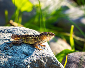 Brown Anole in the late afternoon light!