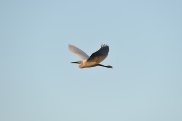 Bird flies against an evening blue background