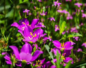 A field of Meadow Pink wildflowers!