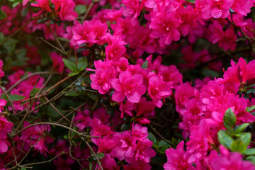 Obraz na płótnie Canvas Pink flowers of Azalea japonica, Rhododendron as nature background.