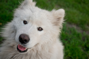 Young white male samoyed sits on green grass