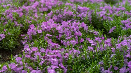 Obraz premium Emerald Blue, Purple Creeping Phlox subulata in rockery garden.