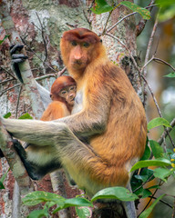 male long-nosed monkey with its baby on a tree