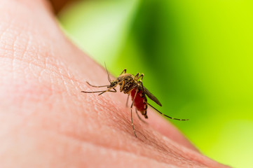 Encephalitis, Yellow Fever, Malaria Disease or Zika Virus Infected Culex Mosquito Parasite Insect Macro on Green Background