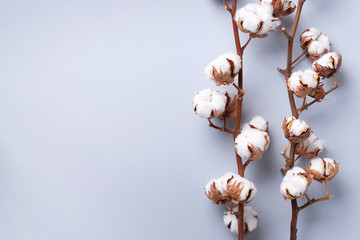 Cotton flower branch on grey background with copy space. Top view. Flat lay. Flowers composition. Cozy winter and organic lifestyle concept. Banner