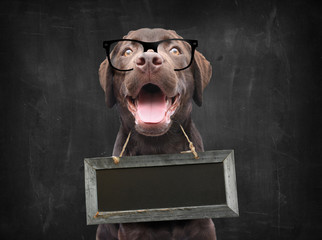 Dog school teacher with nerd glasses against blackboard with empty sign board as collar around his neck with space for own text