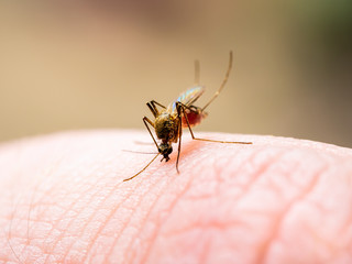 Encephalitis, Yellow Fever, Malaria Disease, Mayaro or Zika Virus Infected Culex Mosquito Parasite Insect Macro